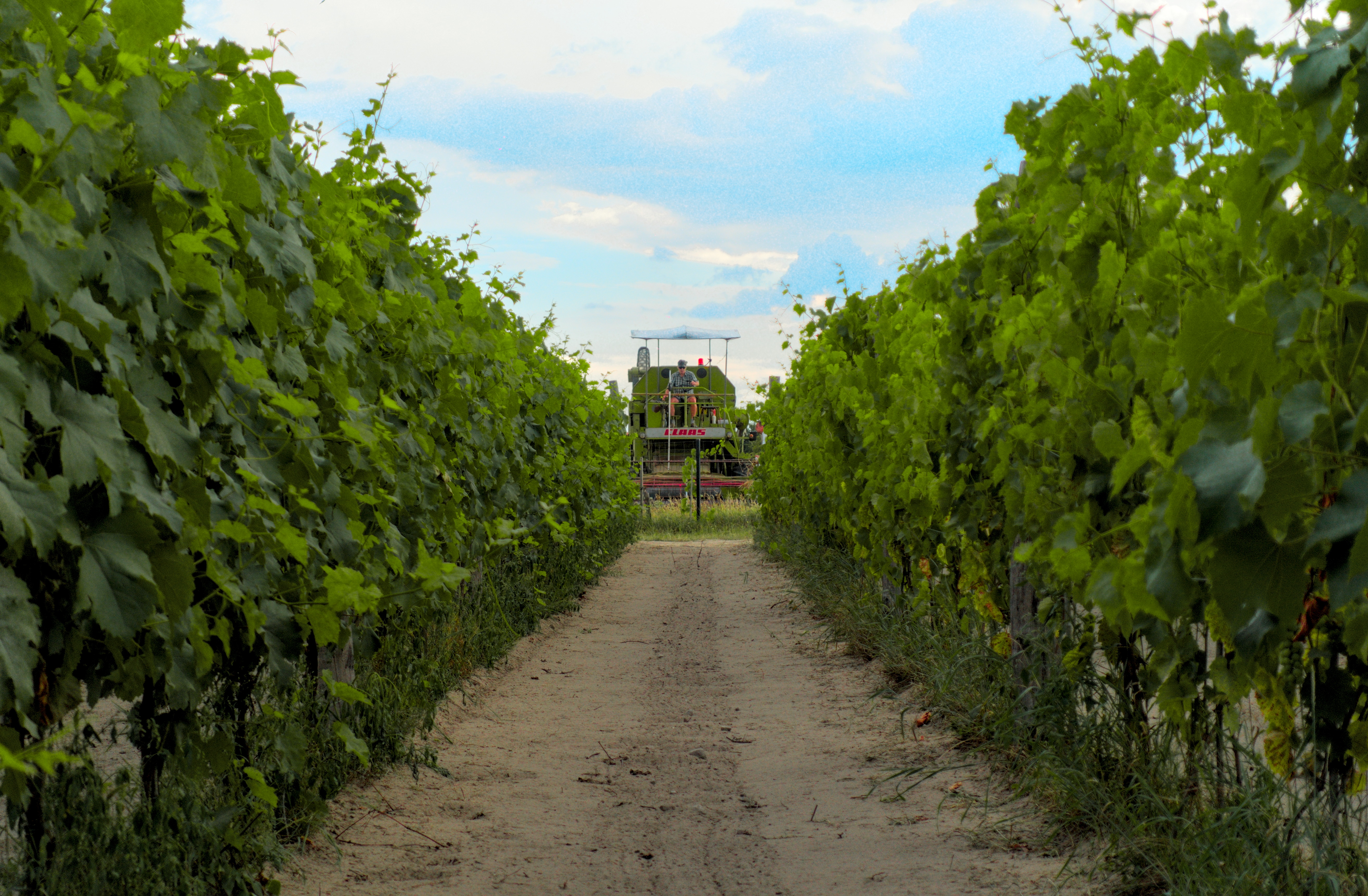 Winnica Pustkowie — panorama rzędów winorośli