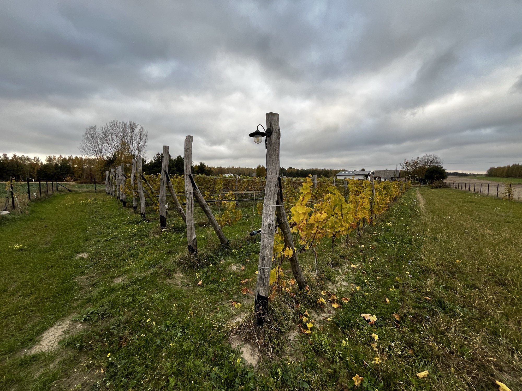 Winnica Pustkowie — widok na krajobraz wschodniego Mazowsza