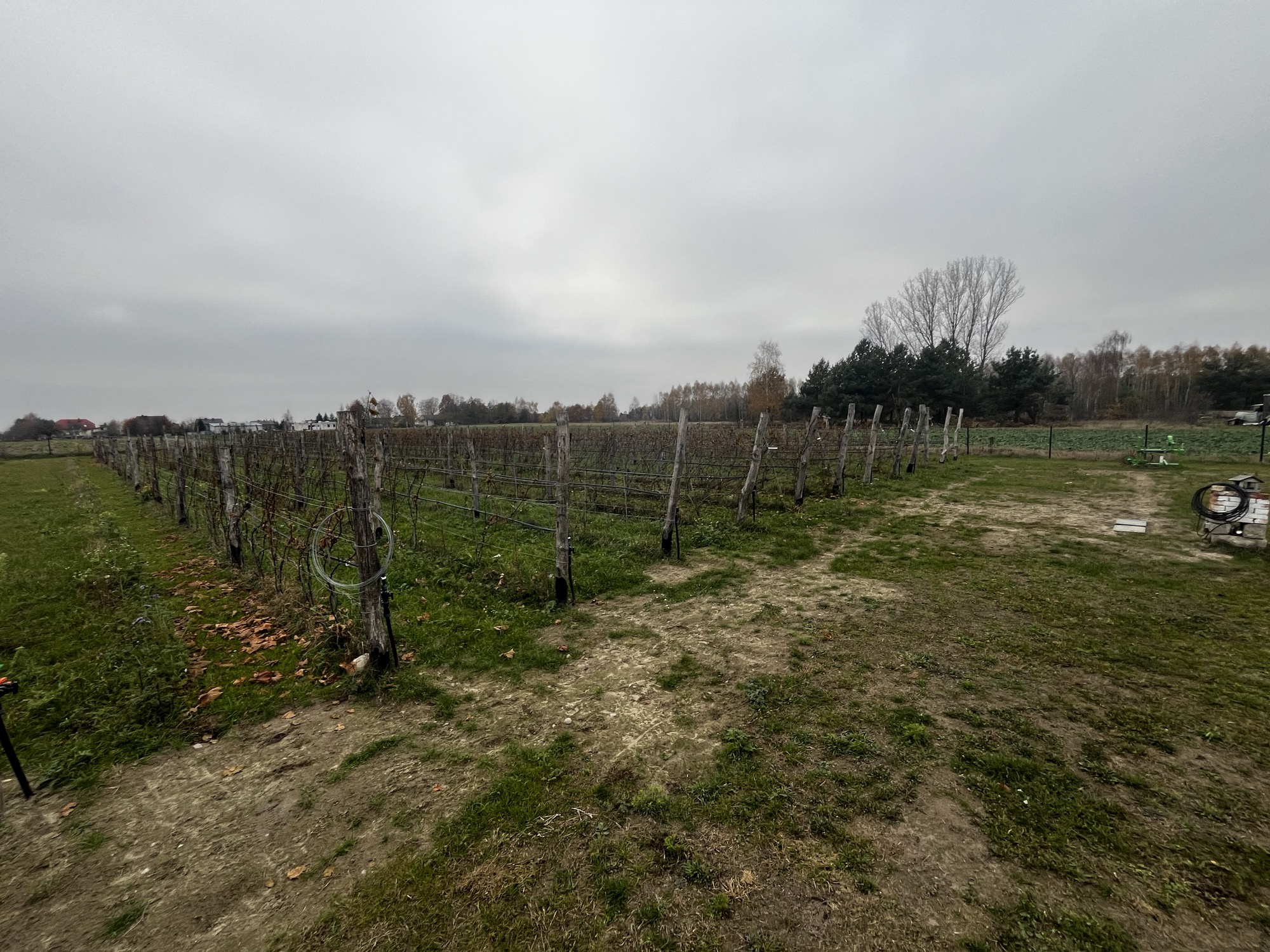 Młode krzewy winorośli — nowe nasadzenia
